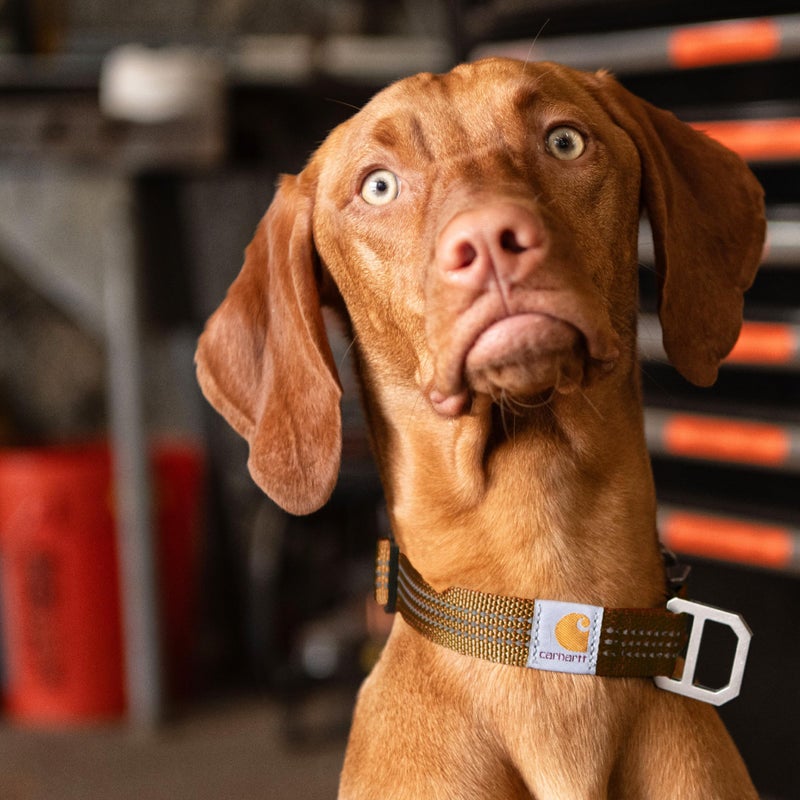 carhartt أطواق كلاب كار هارت قابلة للتعديل بالكامل من حزام النايلون، خياطة عاكسة للرؤية، بني كار هارت (حزام نايلون)، كبير - Image 5