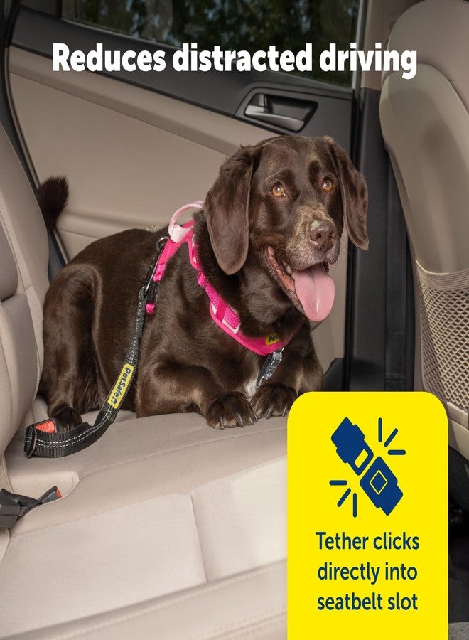 بيت سيف حزام أمان PetSafe - حزام أمان قابل للتعديل للكلاب في السيارة - متوافق مع جميع أنواع أحزمة الأمان - مشبك كارابين، أسود - حزام أمان واحد - Image 2