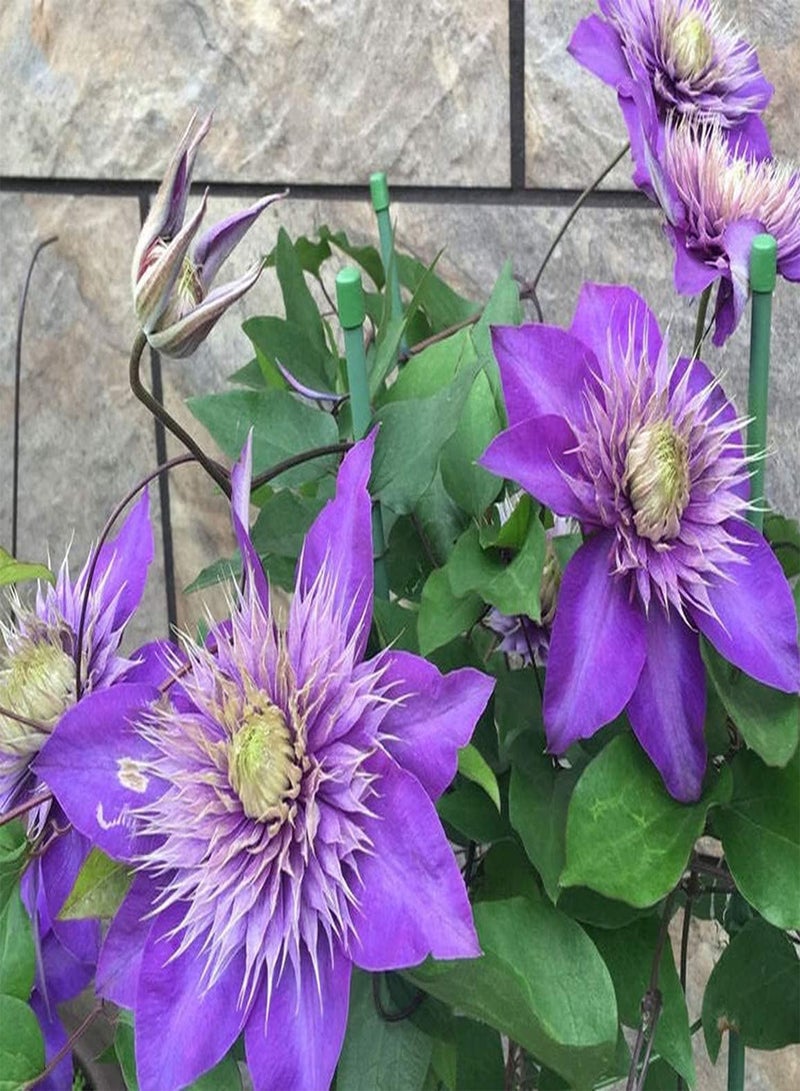 GGOOT 100Stück lila Clematis Samen Schöne mehrjährige Terrassenbepflanzung ist eine dekorative Blume die oft in Event Ausstellungen verwendet Wird und außergewöhnliche Effekte bringt - Image 2