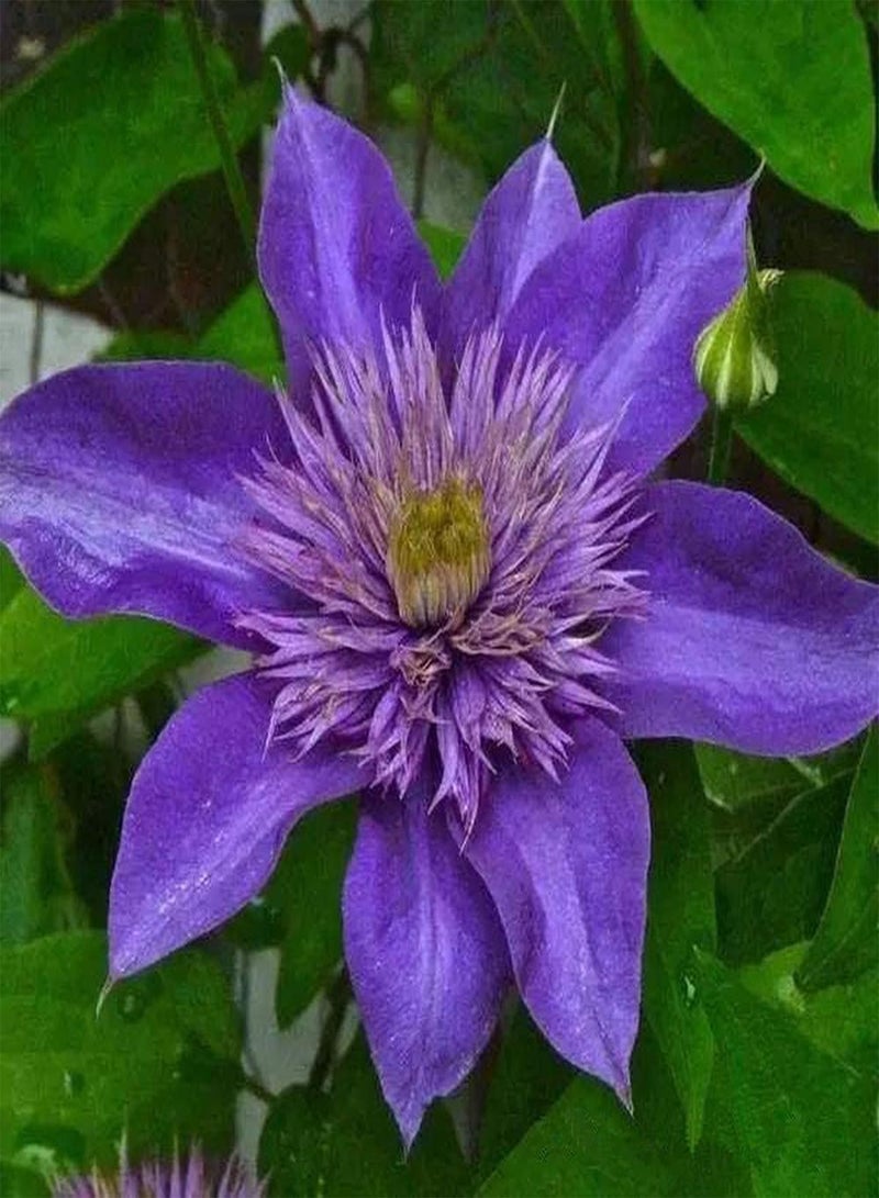 GGOOT 100Stück lila Clematis Samen Schöne mehrjährige Terrassenbepflanzung ist eine dekorative Blume die oft in Event Ausstellungen verwendet Wird und außergewöhnliche Effekte bringt - Image 1