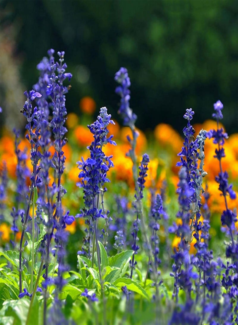 جي جوت بذور 200 قطعة من بذور المريمية الزرقاء الطازجة سهلة النمو في الهواء الطلق لحديقة المنزل والفناء بونساي هدايا البستنة الزرقاء - Image 1