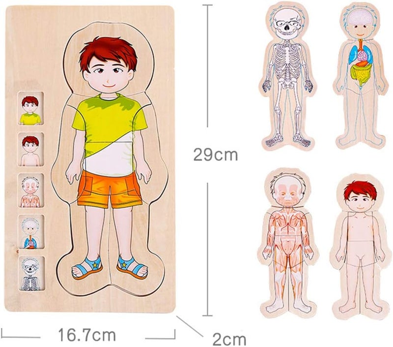 كلاراكو ألغاز تعليمية، أحجية خشبية متعددة الطبقات، أحجية هيكل جسم الإنسان، ألعاب خشبية تعليمية للأطفال في مرحلة ما قبل المدرسة - Image 2