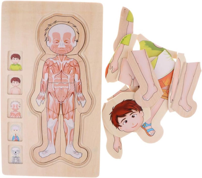 كلاراكو ألغاز تعليمية، أحجية خشبية متعددة الطبقات، أحجية هيكل جسم الإنسان، ألعاب خشبية تعليمية للأطفال في مرحلة ما قبل المدرسة - Image 3