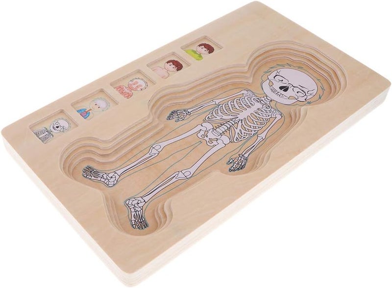 كلاراكو ألغاز تعليمية، أحجية خشبية متعددة الطبقات، أحجية هيكل جسم الإنسان، ألعاب خشبية تعليمية للأطفال في مرحلة ما قبل المدرسة - Image 5