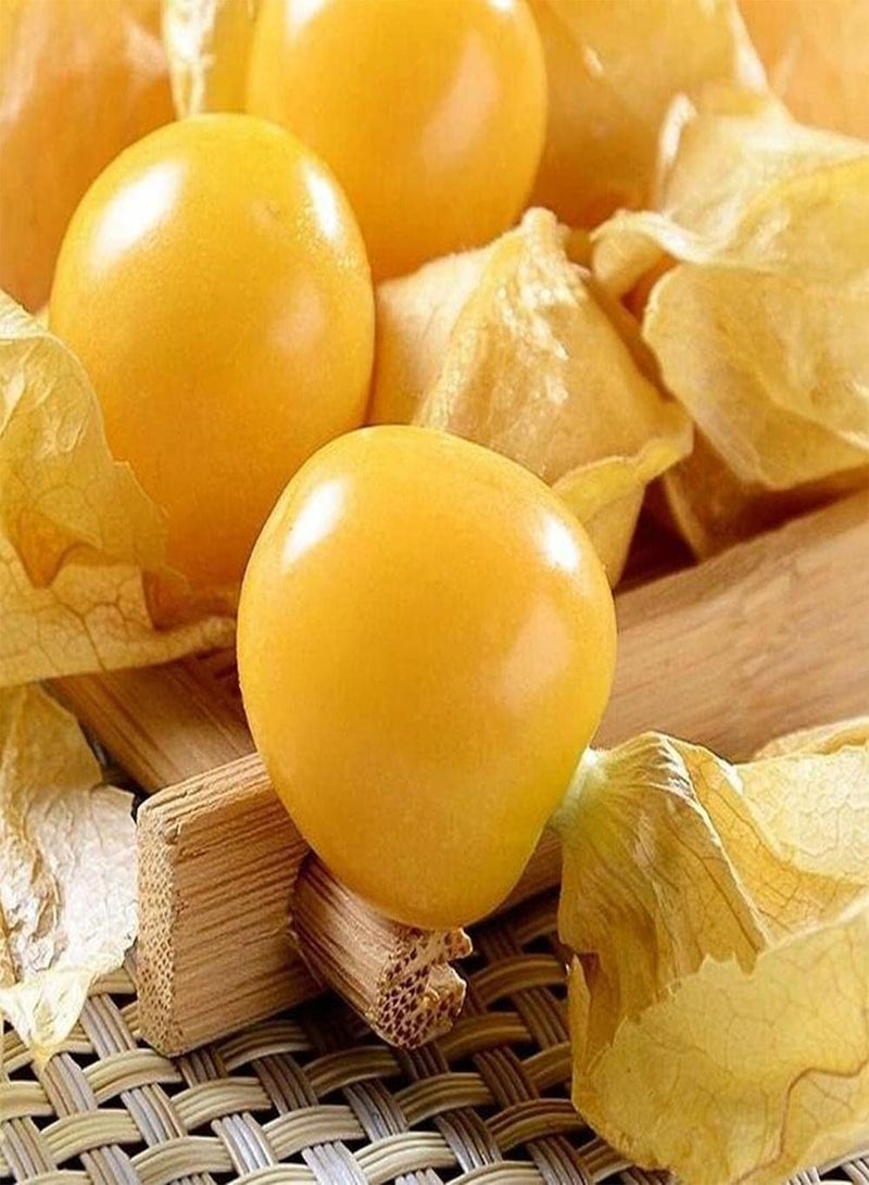 GGOOT 100Pcs Physalis Peruviana Seeds Juicy Fruits Grown in The Home Garden Natural Growth Easy to Manage Suitable for Novice Gardener - Image 2