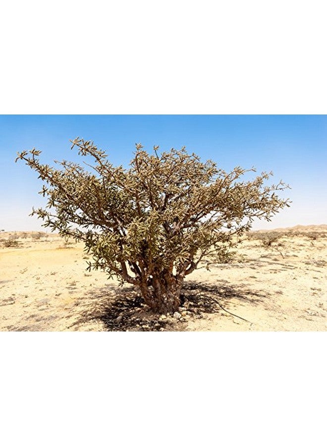 US Organic 100% Pure Frankincense Essential Oil, Usda Certified Organic, Steam Distilled, Boswellia Serrata, Sourced From India, Topically Or In Diffuser, Perfect For Aging Skin, All Skin Type (10 Ml) - Image 4