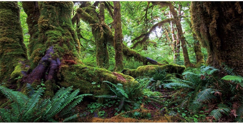 AWERT 36x18 inches Tropical Forest Terrarium Background Green Huge Tree Reptile Habitat Background Rainforest Aquarium Background Durable Polyester Background - Image 1