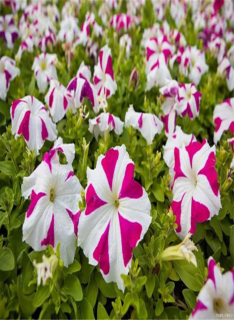 GGOOT 200pcs Mixed Color  seeds Create Unique Art Landscape DIY Garden Decoration Quite Exotic Brighten up Garden Flower Shape Unique - Image 2