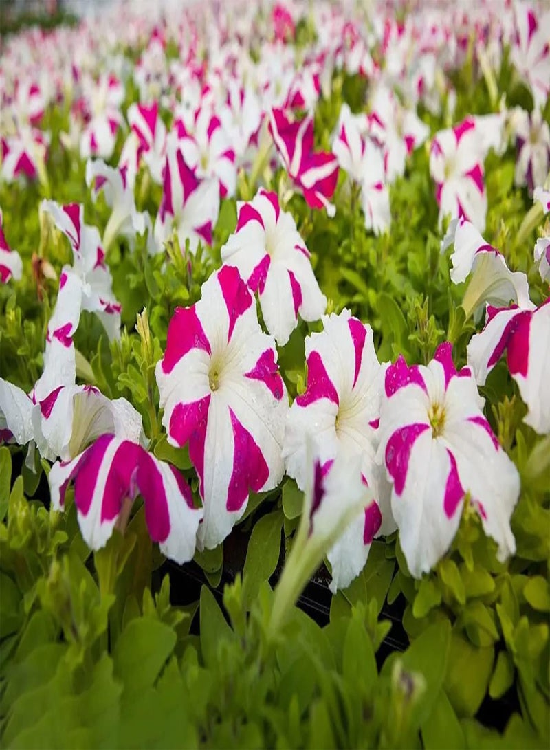 GGOOT 200pcs Mixed Color  seeds Create Unique Art Landscape DIY Garden Decoration Quite Exotic Brighten up Garden Flower Shape Unique - Image 1