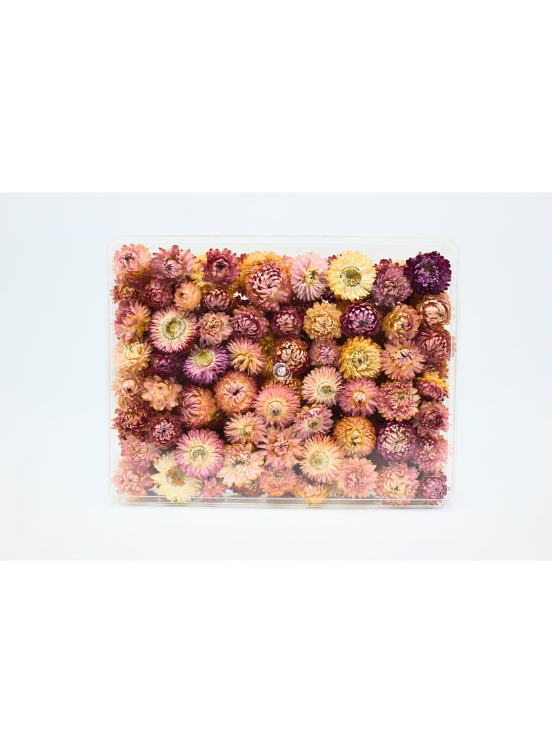 FANCY FLOWERS FANCY Natural Dried Helichrysum Flowers – Dry Floral Decor for Crafts, Weddings & Home Décor – Assorted Colors (White, Pink, Yellow) – Bulk Dried Flowers in Gift Box (PINK, X LARGE) - Image 1