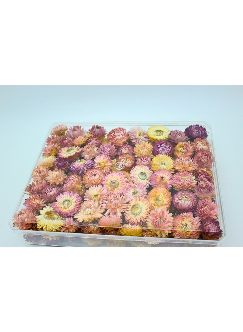 FANCY FLOWERS FANCY Natural Dried Helichrysum Flowers – Dry Floral Decor for Crafts, Weddings & Home Décor – Assorted Colors (White, Pink, Yellow) – Bulk Dried Flowers in Gift Box (PINK, X LARGE) - Image 2