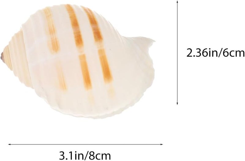 12pcs Aquarium Natural Conch Shells Set Hermit Crab Replacement Shells Fish Tank Landscaping Ornament Decorative Micro Landscaping Adornment for Freshwater and Saltwater Tanks - Image 2