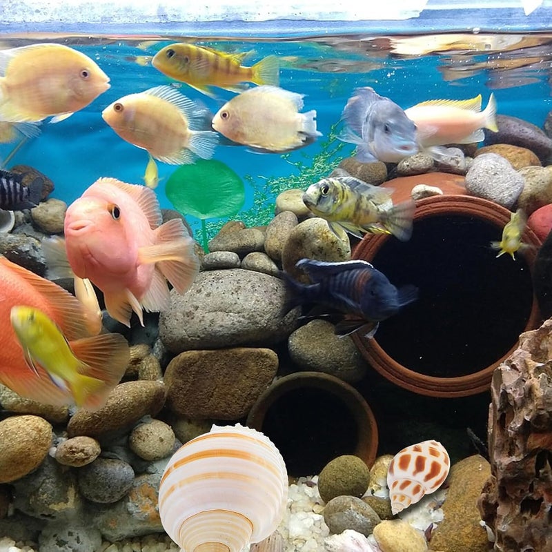 12pcs Aquarium Natural Conch Shells Set Hermit Crab Replacement Shells Fish Tank Landscaping Ornament Decorative Micro Landscaping Adornment for Freshwater and Saltwater Tanks - Image 4