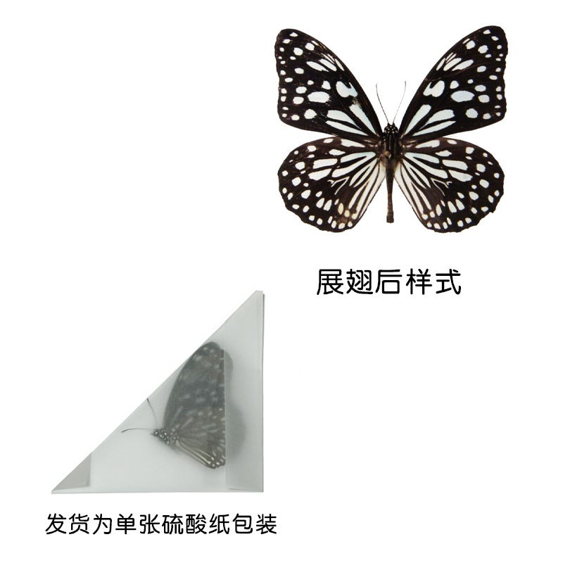 Unwingsed Original Butterfly Specimen A1/A-Quality Diy Handmade Raw Material Real Butterfly Triangle Bag Packaging Single Selection Variety - Image 1