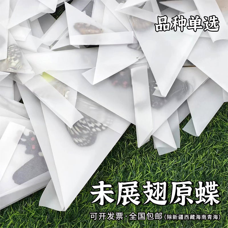 Unwingsed Original Butterfly Specimen A1/A-Quality Diy Handmade Raw Material Real Butterfly Triangle Bag Packaging Single Selection Variety - Image 2