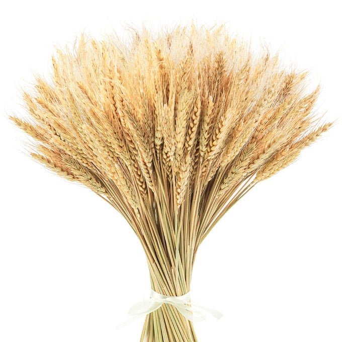 177 INCHES DRIED WHEAT STALKS 400 STEMS DRIED FLOWERS 100 NATURAL WHEAT FOR HOME KITCHEN WEDDING PARTY TABLE CENTERPIECE HARVEST WREATH BOHO FARMHOUSE DIY DECORATION