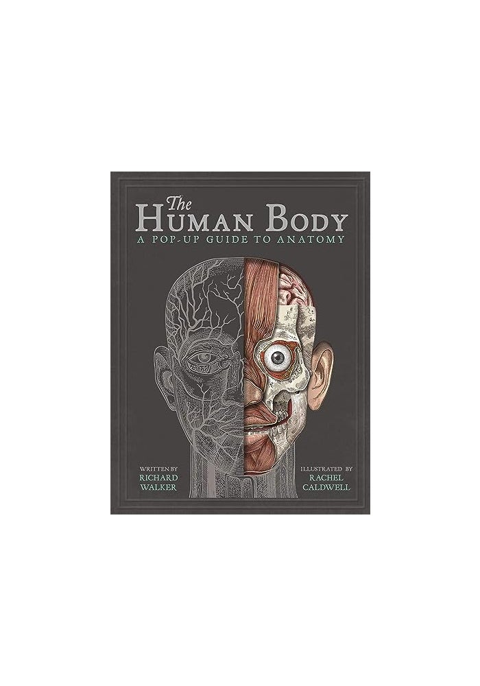 The Human Body A Popup Guide To Anatomy