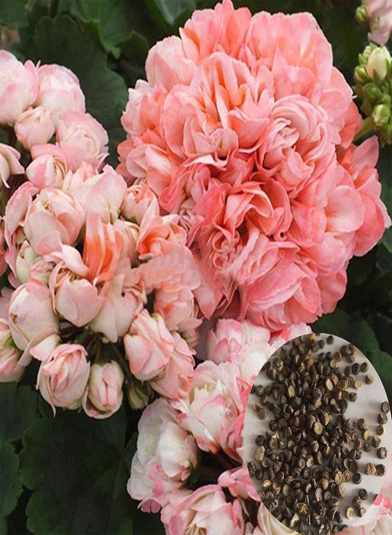 GGOOT 600Pcs Geranium Seeds Hardy Perennial Balcony Garden Flower Plant Summer Blooming Bonsai Potted Plant Pelargonium Seeds - Image 1