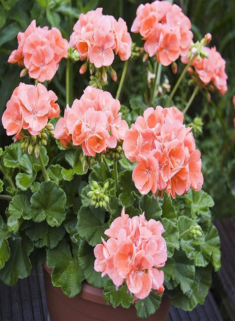 GGOOT 600Pcs Geranium Seeds Hardy Perennial Balcony Garden Flower Plant Summer Blooming Bonsai Potted Plant Pelargonium Seeds - Image 2