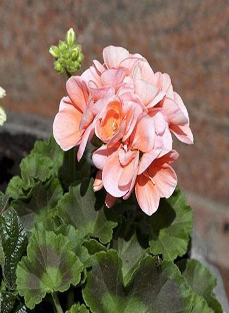 GGOOT 600Pcs Geranium Seeds Hardy Perennial Balcony Garden Flower Plant Summer Blooming Bonsai Potted Plant Pelargonium Seeds - Image 3