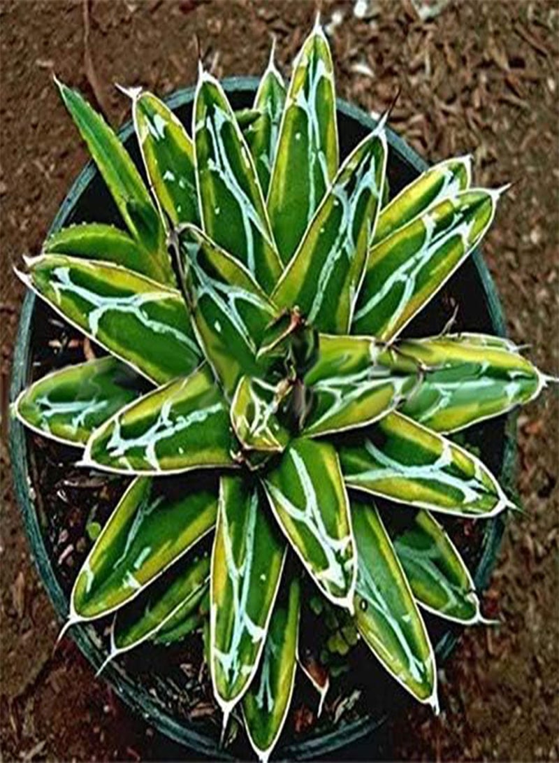 جي جوت بذور الصبار والأغاف من إيجرو، 100 قطعة/عبوة، نباتات عصارية نادرة، نباتات داخلية، نباتات أغاف أمريكية، نباتات أغاف مزروعة في أصيص، مناسبة للحديقة المنزلية - Image 5