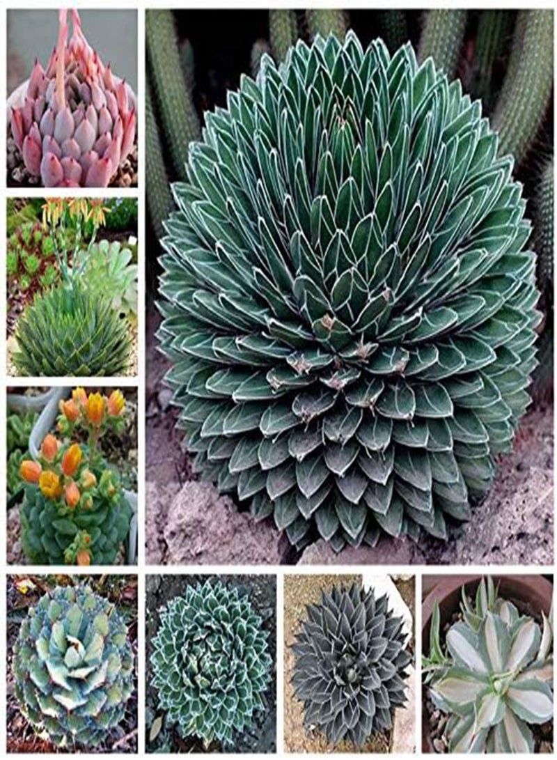 جي جوت بذور الصبار والأغاف من إيجرو، 100 قطعة/عبوة، نباتات عصارية نادرة، نباتات داخلية، نباتات أغاف أمريكية، نباتات أغاف مزروعة في أصيص، مناسبة للحديقة المنزلية - Image 1