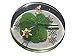 KIN-HEBI KIN-HEBI Real Four Leaf Clover Good Luck Pocket Token, Preserved, 1.25Ã¢â‚¬Â (Including Metal Snow Crystal Objects)  - Image 2