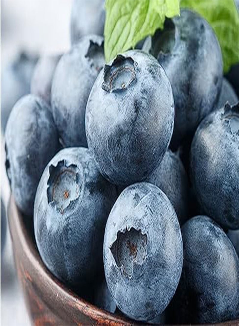 جي جوت التوت الأزرق 10+ بذور طازجة، محصول كثيف، قوي التحمل - Image 2