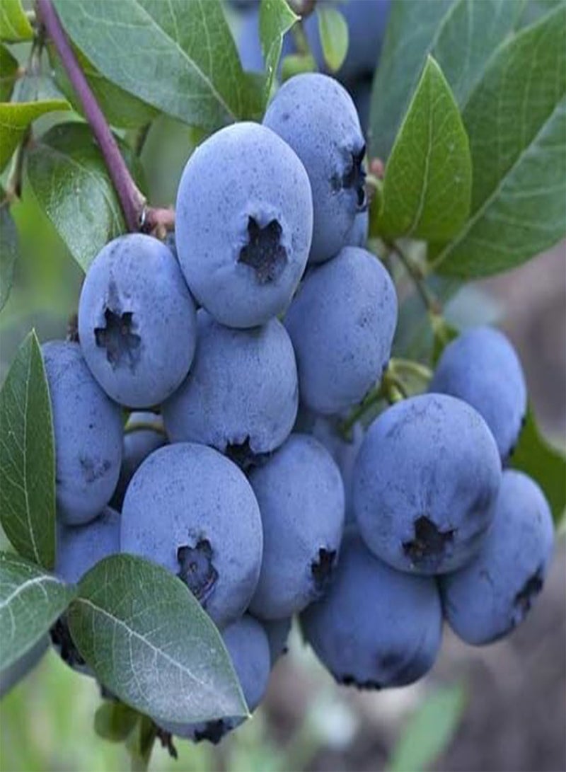 جي جوت التوت الأزرق 10+ بذور طازجة، محصول كثيف، قوي التحمل - Image 4