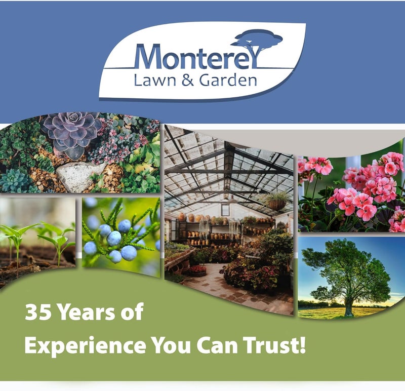 Monterey LG8700 Olive Fruit Fly Trap and Lure - Complete Sticky Traps for Effective Pest Control - Image 5