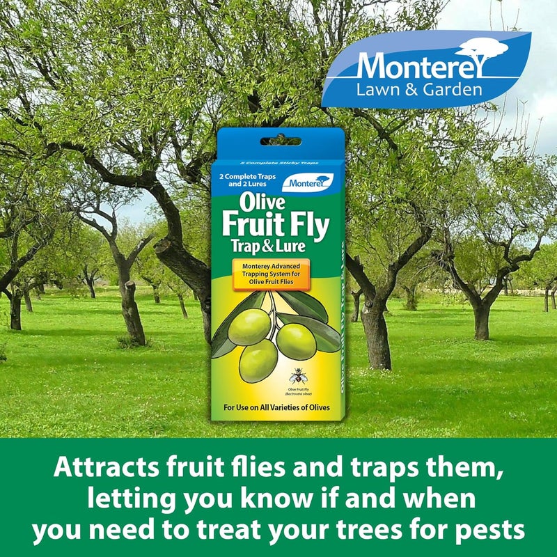 Monterey LG8700 Olive Fruit Fly Trap and Lure - Complete Sticky Traps for Effective Pest Control - Image 2