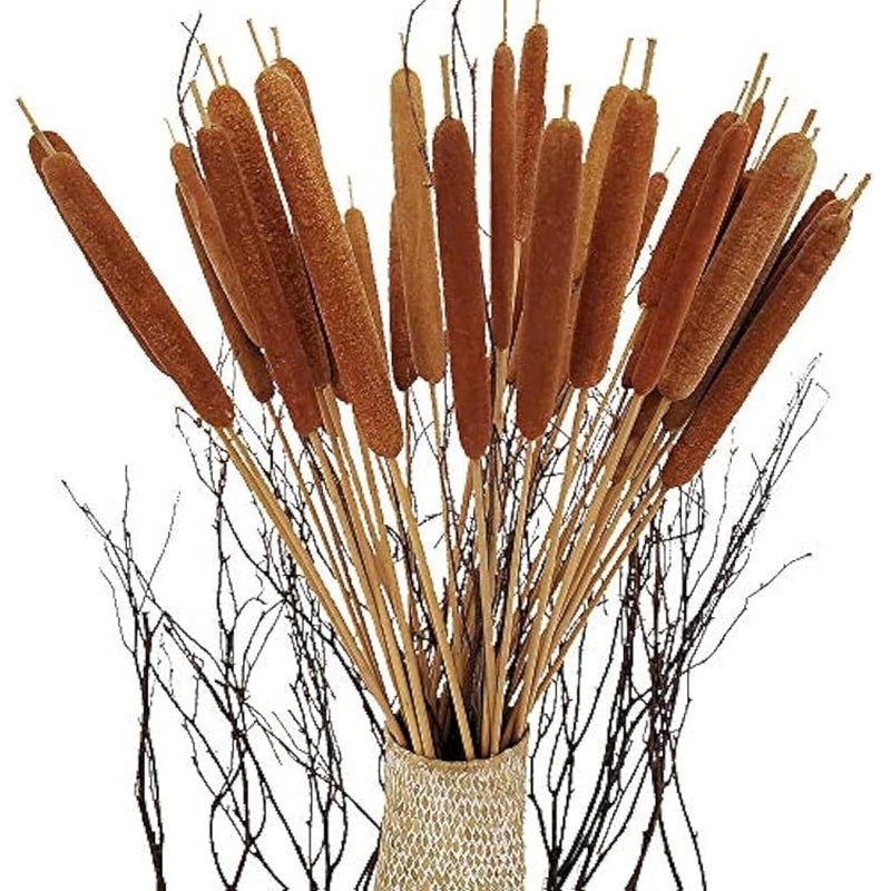RUKDA Natural Cattails || Decoration Cattails || Stalks Dried Flower Dry Grass Bouquet for Wedding Table centerpieces Decoration, Home Decoration, Office Decoration (cattails, Natural 10pcs) - Image 2