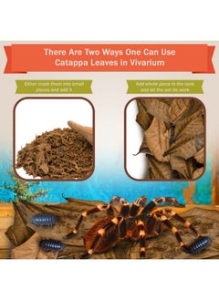 SunGrow 50 Pack Leaf Litter For Spider, Cricket & Isopod, Mini Catappa Dried Indian Almond Leaves, For Vivarium, Terrarium & Aquarium, Mimics Familiar Habitat & Perfect Hiding Spot, Terrarium Decor  - Image 4