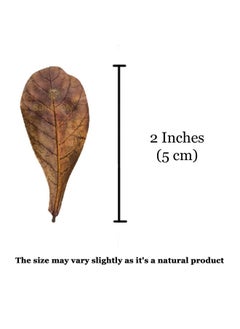 SunGrow 50 Pack Leaf Litter For Spider, Cricket & Isopod, Mini Catappa Dried Indian Almond Leaves, For Vivarium, Terrarium & Aquarium, Mimics Familiar Habitat & Perfect Hiding Spot, Terrarium Decor  - Image 5