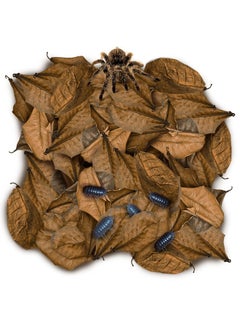 SunGrow 50 Pack Leaf Litter For Spider, Cricket & Isopod, Mini Catappa Dried Indian Almond Leaves, For Vivarium, Terrarium & Aquarium, Mimics Familiar Habitat & Perfect Hiding Spot, Terrarium Decor  - Image 1