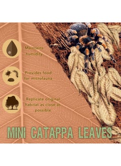 SunGrow 50 Pack Leaf Litter For Spider, Cricket & Isopod, Mini Catappa Dried Indian Almond Leaves, For Vivarium, Terrarium & Aquarium, Mimics Familiar Habitat & Perfect Hiding Spot, Terrarium Decor  - Image 2