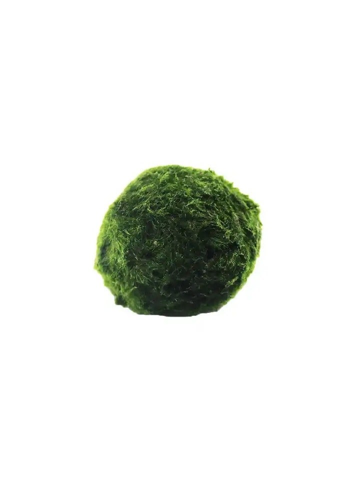 REPTIZOO Marimos Ball Variety Pack - Size 3CM Premium Marimo - The World's Simplest Living Aquarium Plant - Moss Balls Green Algae Aquatic Plant Aquarium Fish Shrimp Tank Ornament Decoration  - Image 1