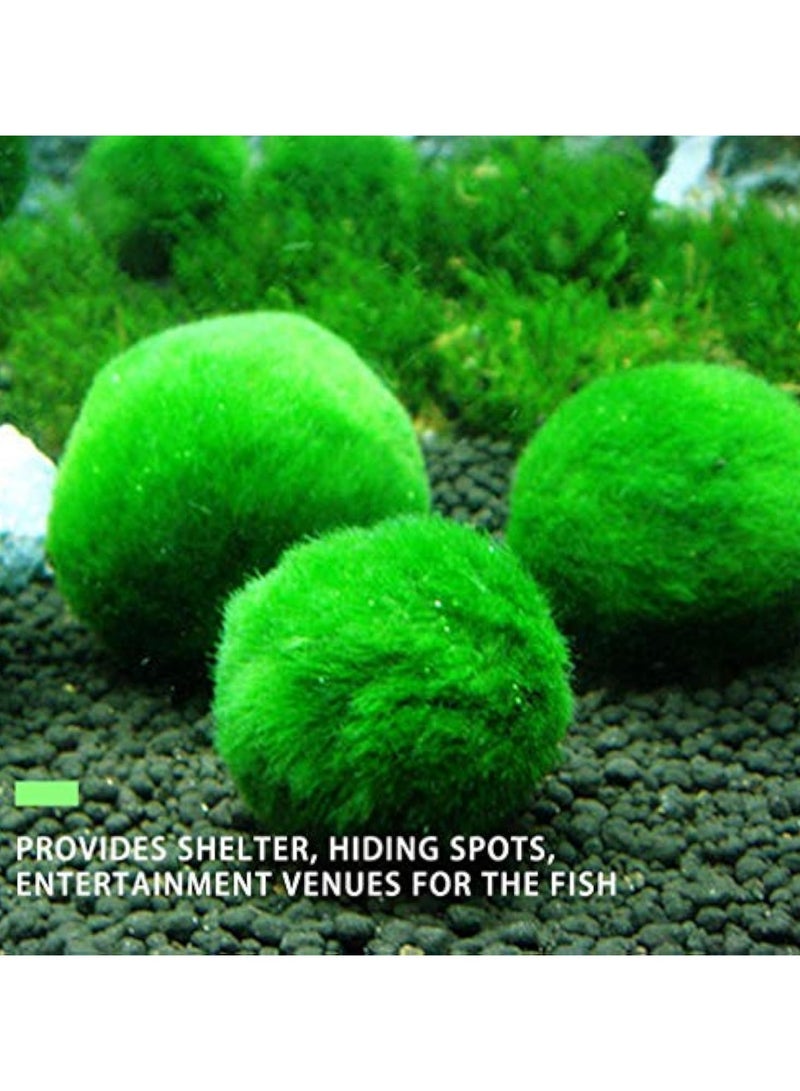 REPTIZOO Marimos Ball Variety Pack - Size 3CM Premium Marimo - The World's Simplest Living Aquarium Plant - Moss Balls Green Algae Aquatic Plant Aquarium Fish Shrimp Tank Ornament Decoration  - Image 2