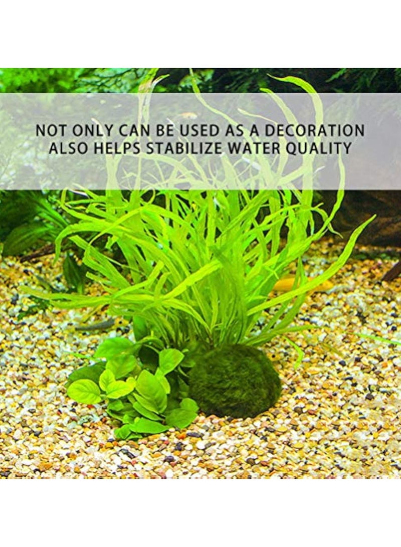 REPTIZOO Marimos Ball Variety Pack - Size 3CM Premium Marimo - The World's Simplest Living Aquarium Plant - Moss Balls Green Algae Aquatic Plant Aquarium Fish Shrimp Tank Ornament Decoration  - Image 3