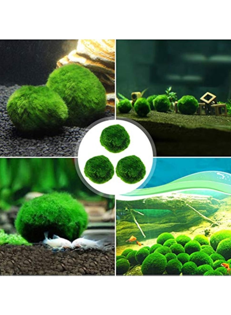 REPTIZOO Marimos Ball Variety Pack - Size 3CM Premium Marimo - The World's Simplest Living Aquarium Plant - Moss Balls Green Algae Aquatic Plant Aquarium Fish Shrimp Tank Ornament Decoration  - Image 4