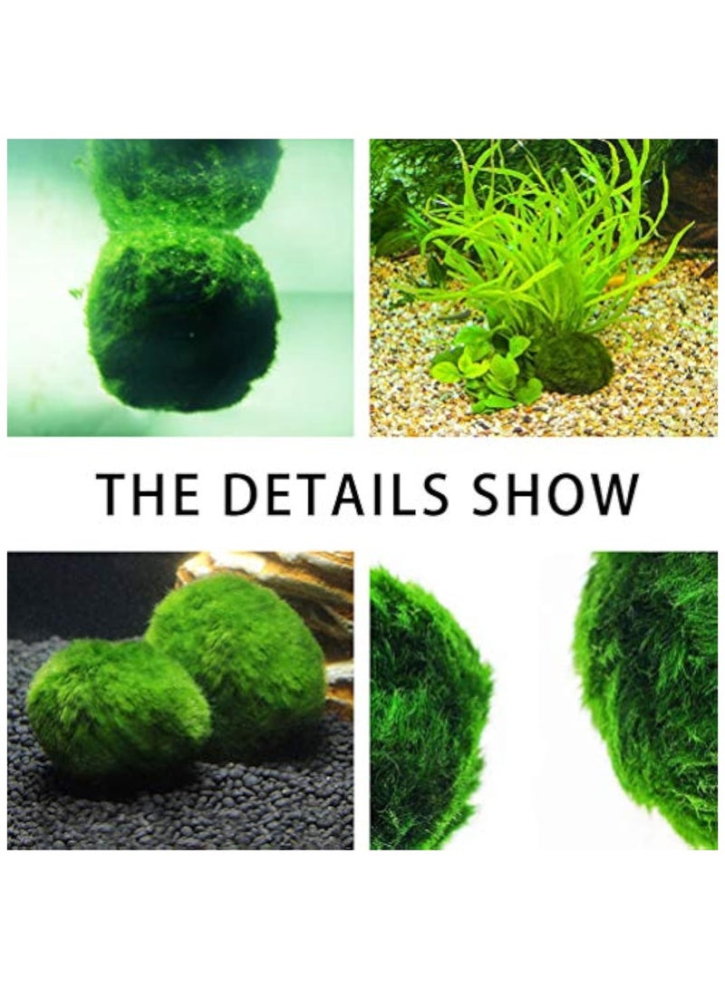 REPTIZOO Marimos Ball Variety Pack - Size 3CM Premium Marimo - The World's Simplest Living Aquarium Plant - Moss Balls Green Algae Aquatic Plant Aquarium Fish Shrimp Tank Ornament Decoration  - Image 5