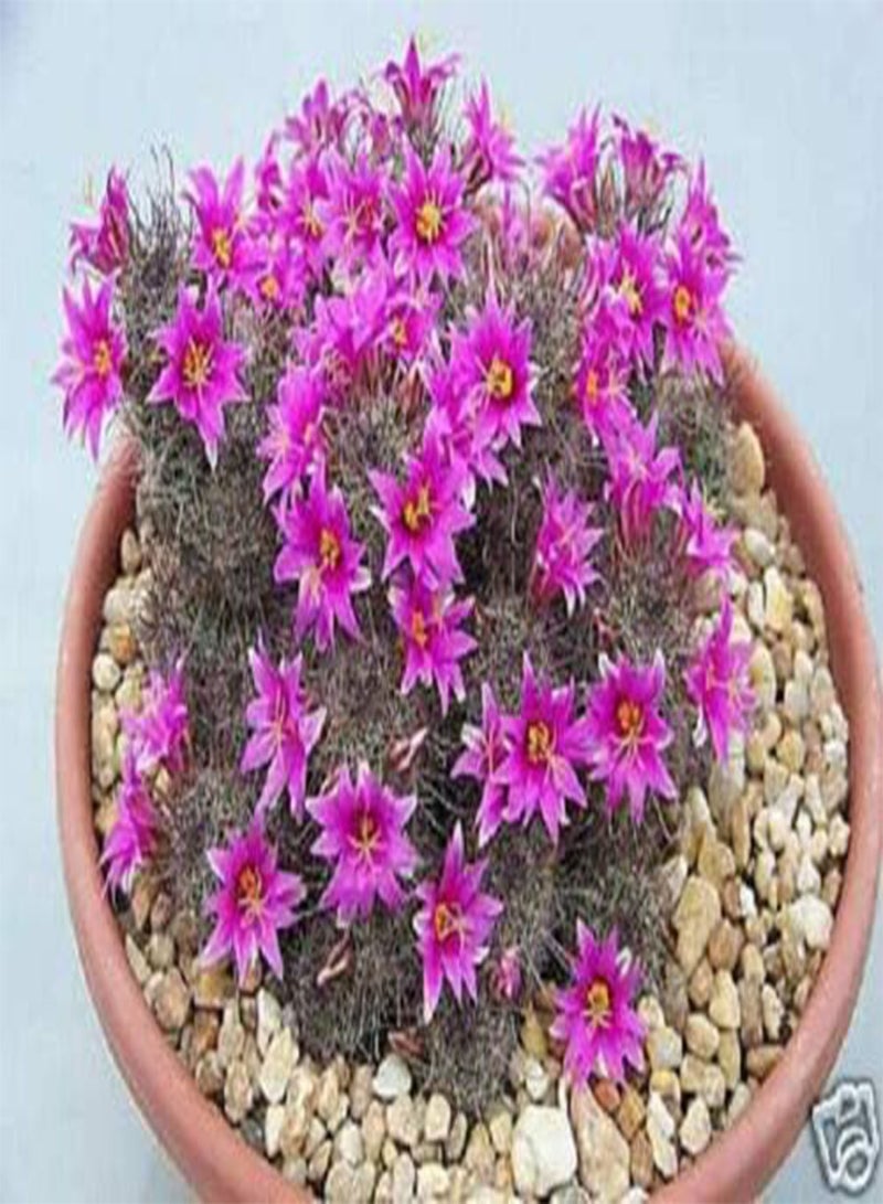 GGOOT Mammillaria Mazatlanensis (PKD) Exotic Pincushion Flowering Rare Cactus 100 Seeds