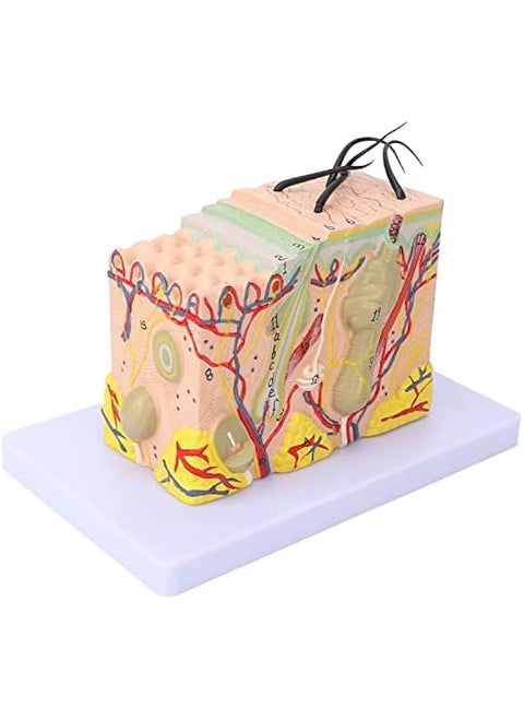 35X Enlarged Anatomical Skin Model, 3D Skin Teaching Aids Model, Anatomy Model Human Skin Structure Anatomical Model for Science Classroom Study Display Teaching Model