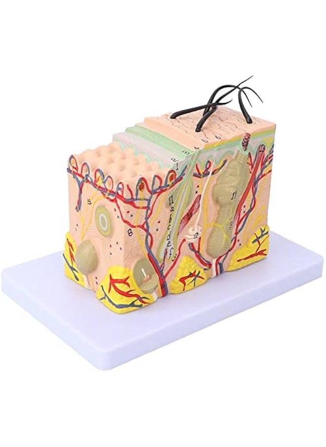 35X Enlarged Anatomical Skin Model, 3D Skin Teaching Aids Model, Anatomy Model Human Skin Structure Anatomical Model for Science Classroom Study Display Teaching Model