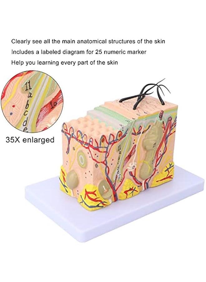 35X Enlarged Anatomical Skin Model, 3D Skin Teaching Aids Model, Anatomy Model Human Skin Structure Anatomical Model for Science Classroom Study Display Teaching Model