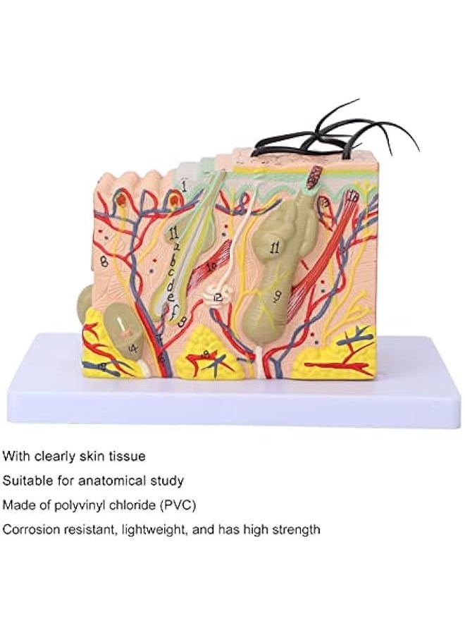 35X Enlarged Anatomical Skin Model, 3D Skin Teaching Aids Model, Anatomy Model Human Skin Structure Anatomical Model for Science Classroom Study Display Teaching Model