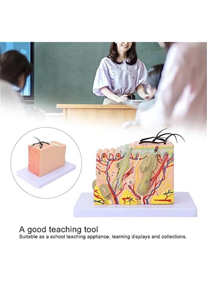 35X Enlarged Anatomical Skin Model, 3D Skin Teaching Aids Model, Anatomy Model Human Skin Structure Anatomical Model for Science Classroom Study Display Teaching Model