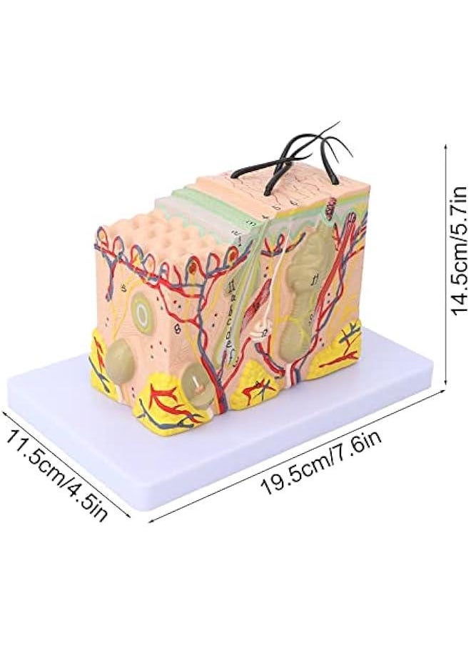 35X Enlarged Anatomical Skin Model, 3D Skin Teaching Aids Model, Anatomy Model Human Skin Structure Anatomical Model for Science Classroom Study Display Teaching Model
