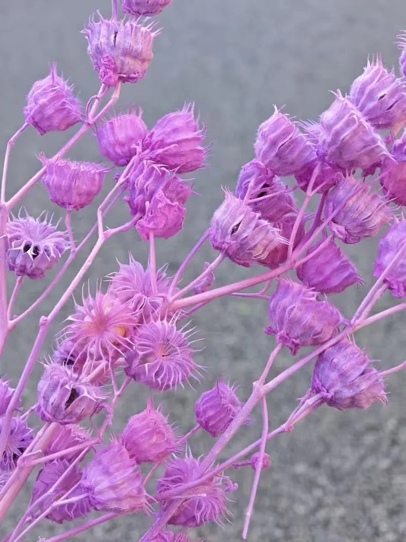Bluejw Yunnan Dried Flower Rings, Assorted Dried Fruits & Plants for Home Floral Arrangements & Holiday Gift Decor - Image 3