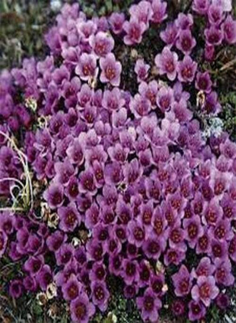GGOOT Saxifraga- Purple Robe - 100 Seeds - - Image 2